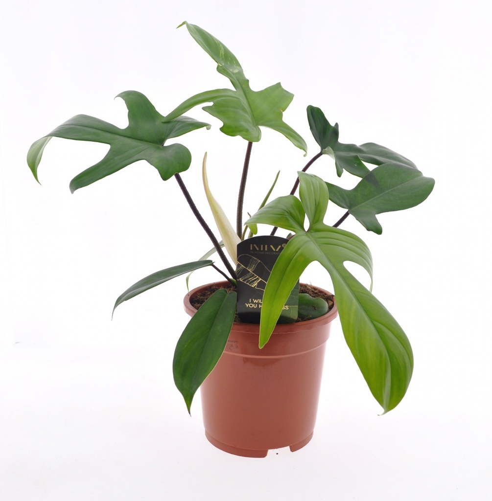 Philodendron 'Florida Beauty'