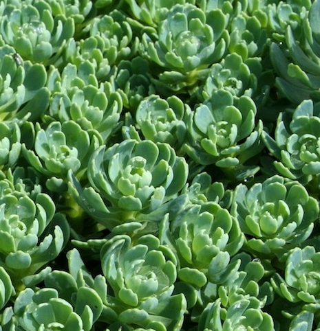 Sedum pachyclados