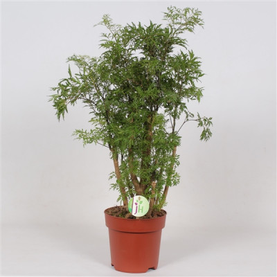 Polyscias 'Hawaiiana'