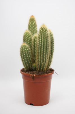 Vatricania guentheri