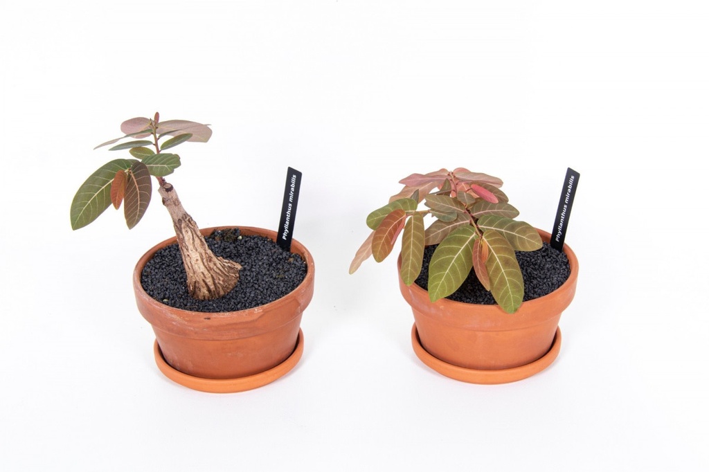 Phylanthus mirabillis