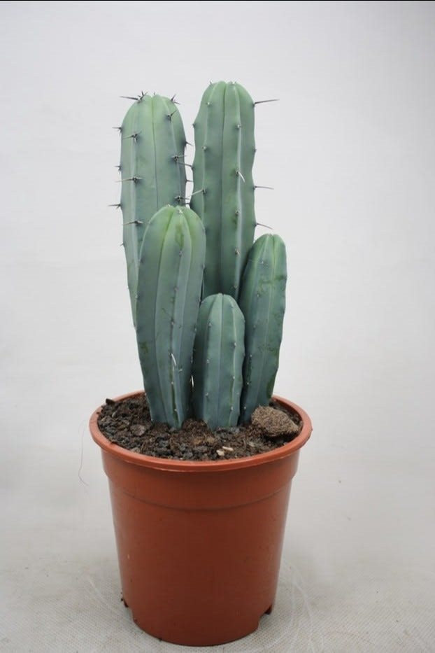Myrtillocactus geometrizans