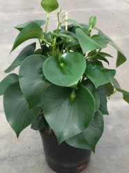 Peperomia 'Raindrop'