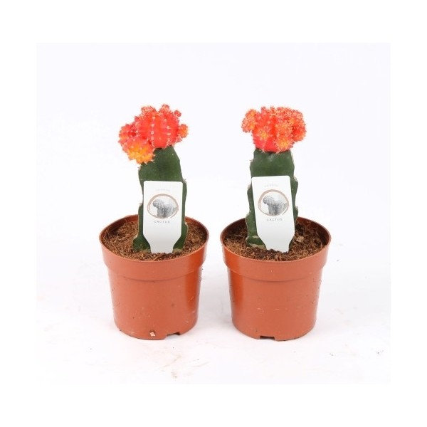 Gymnocalycium