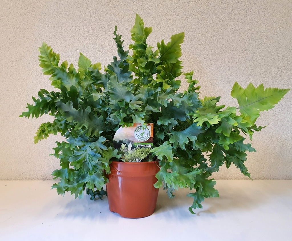 Phlebodium aureum 'Davana'