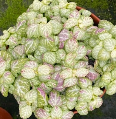 Fittonia 'Bubble Lemon'