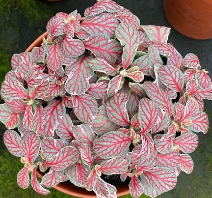 Fittonia 'Grey Sensation'