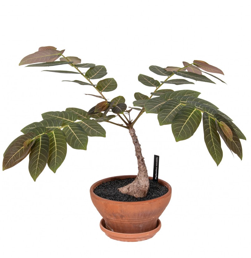 Phylanthus mirabillis