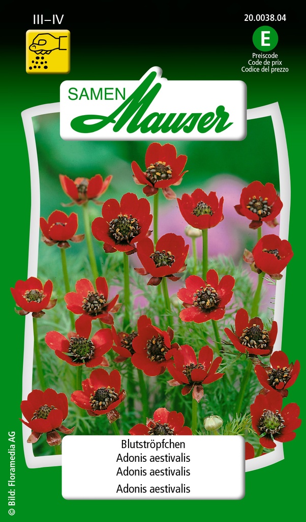 Adonis aestivalis