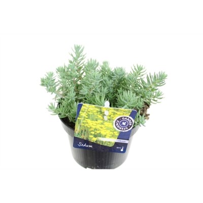 Sedum reflexum