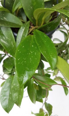 Hoya carnosa 'Shirley'