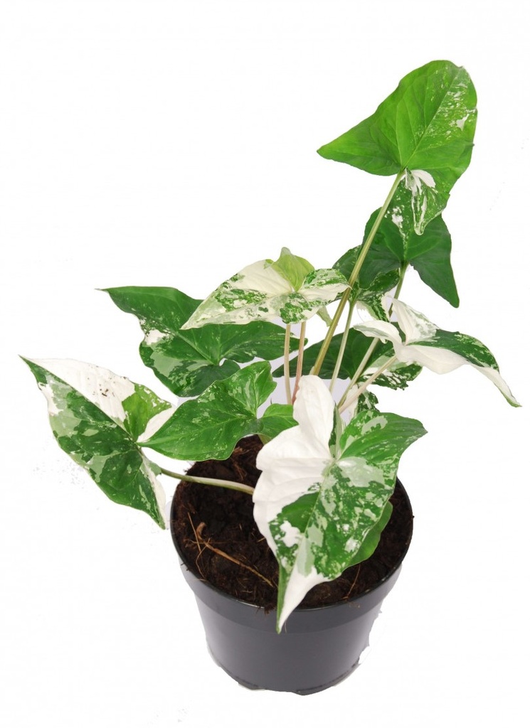 Syngonium podophyllum 'Variegatum'