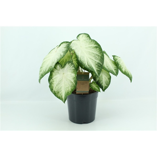 Caladium