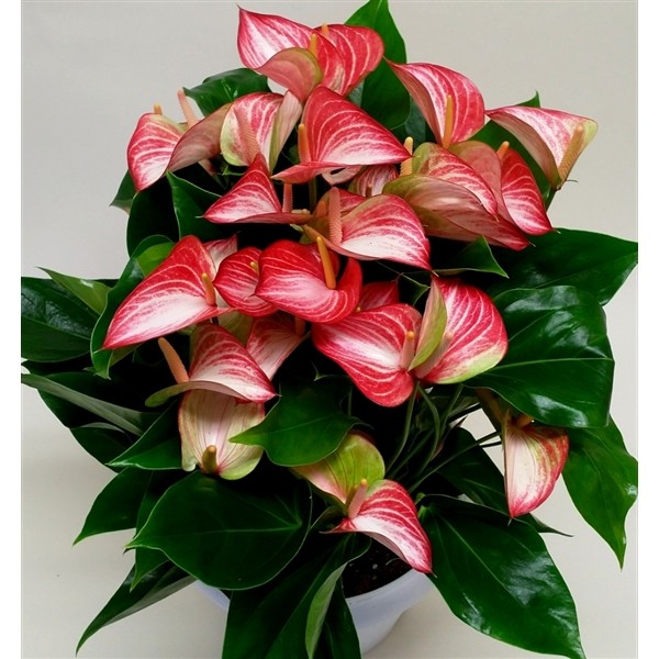 Anthurium 'Royal Livium'