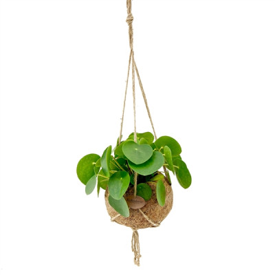Kokodama - Pilea peperomioides
