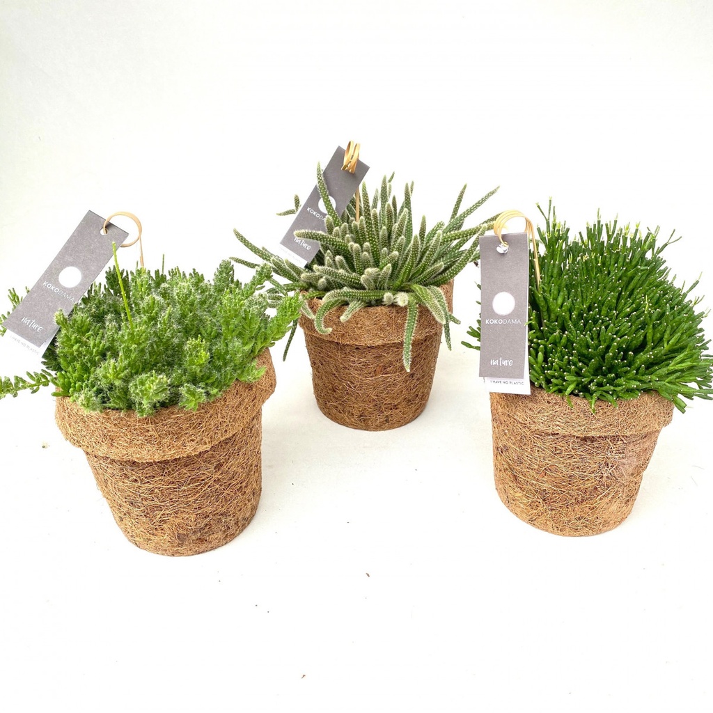 Kokodama - Rhipsalis