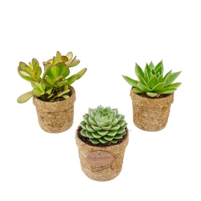 Kokodama - Succulente
