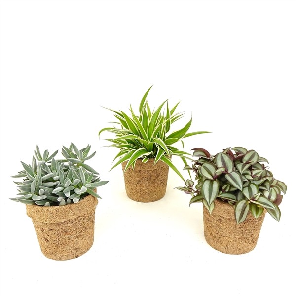 Kokopot  - Eden collection