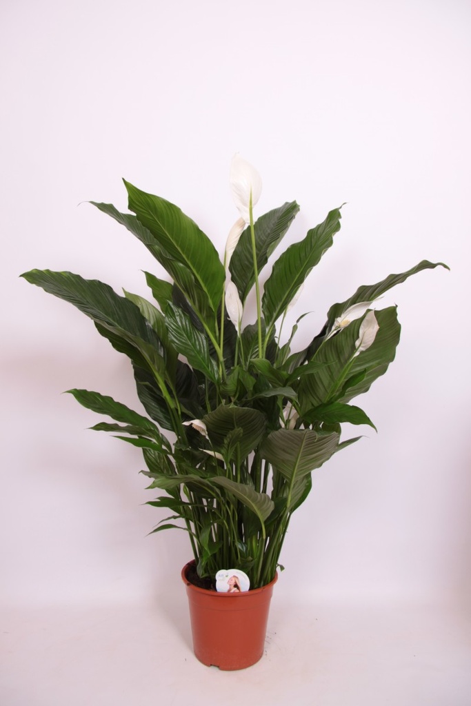 Spathiphyllum 'Sebastiano'