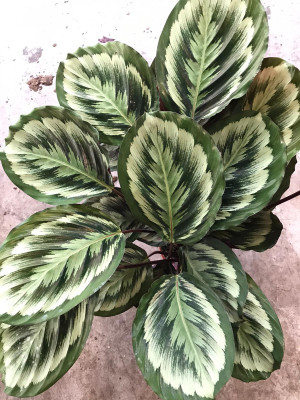Calathea 'Misty'