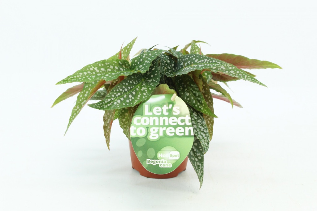 Begonia 'Hot spot'
