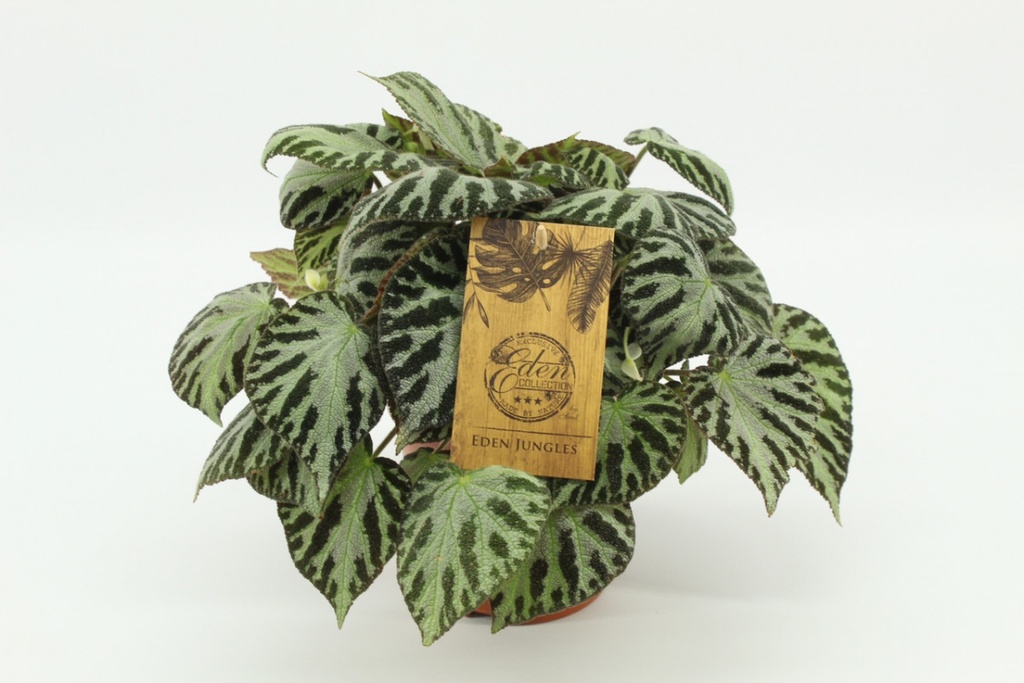 Begonia à feuillage décoratif 'Spitfire'