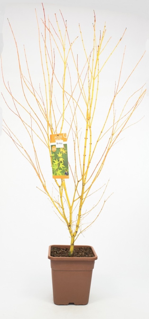 Acer palmatum 'Bi-hoo'