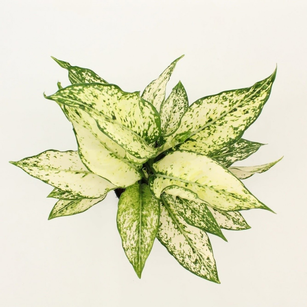 Aglaonema 'White Kiwi'