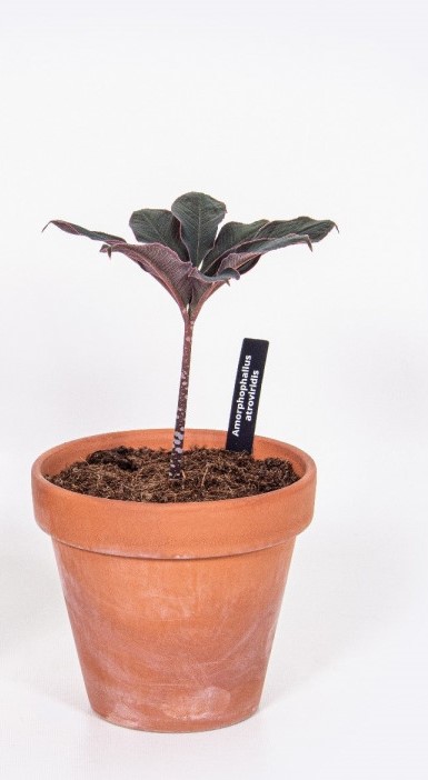 Amorphophallus atroviridis