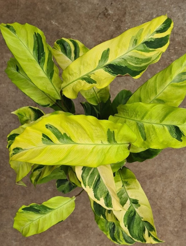 Calathea 'Yellow Fusion'