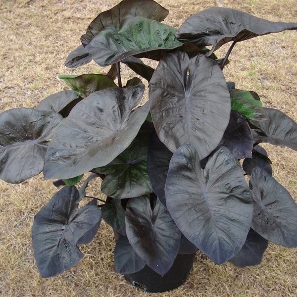Colocasia 'Kona Coffee'