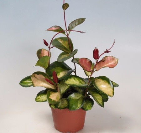 Hoya Tricolor Bordvare'