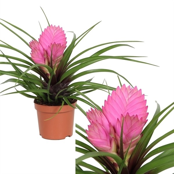 Tillandsia cyanea 'José'