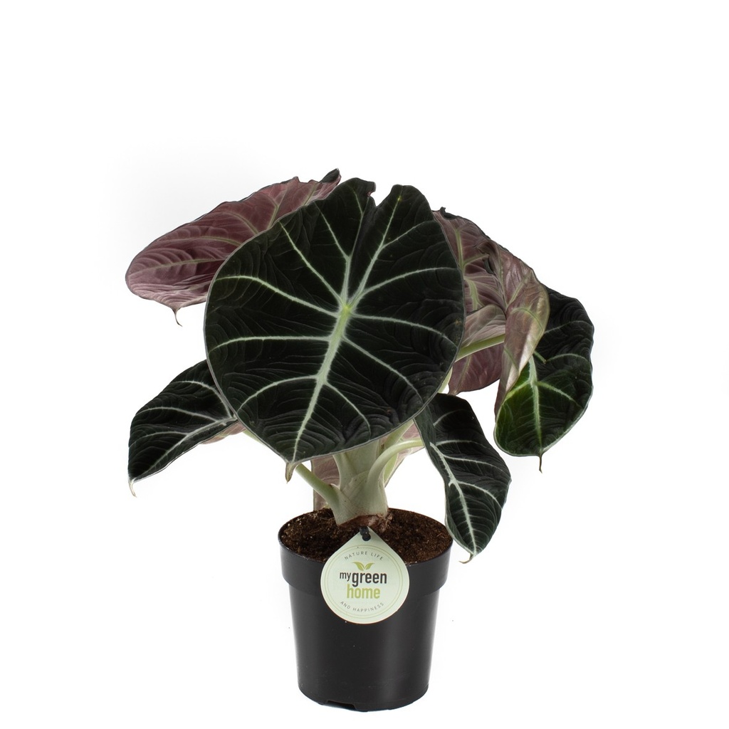 Alocasia 'Black Velvet'