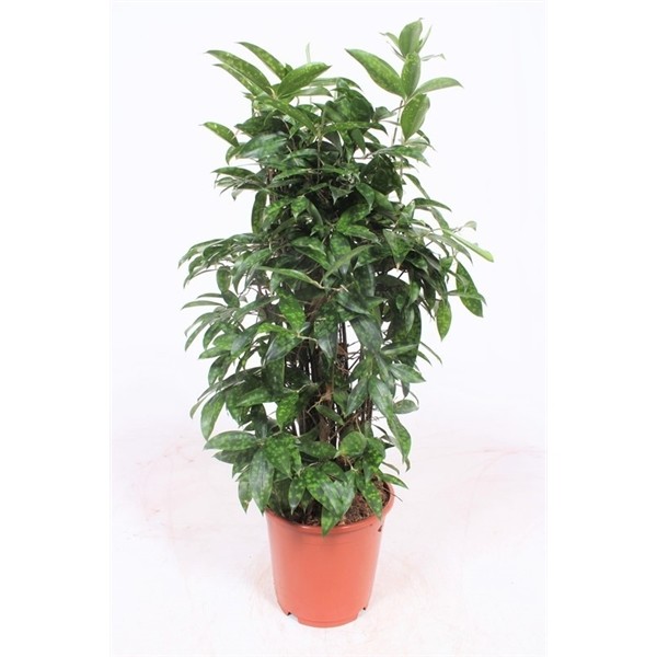Dracaena surculosa