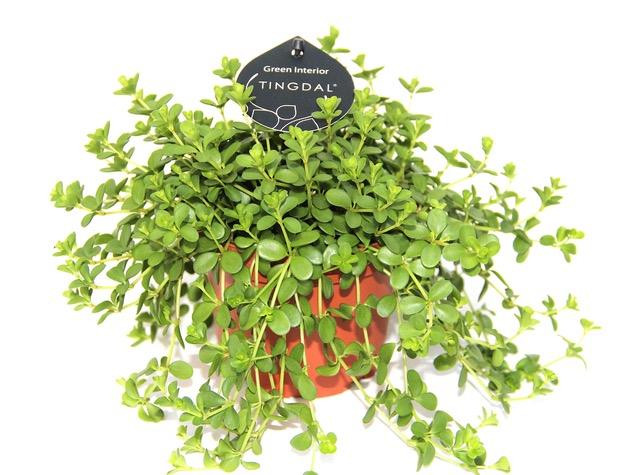 Peperomia 'Caperata Montevide'