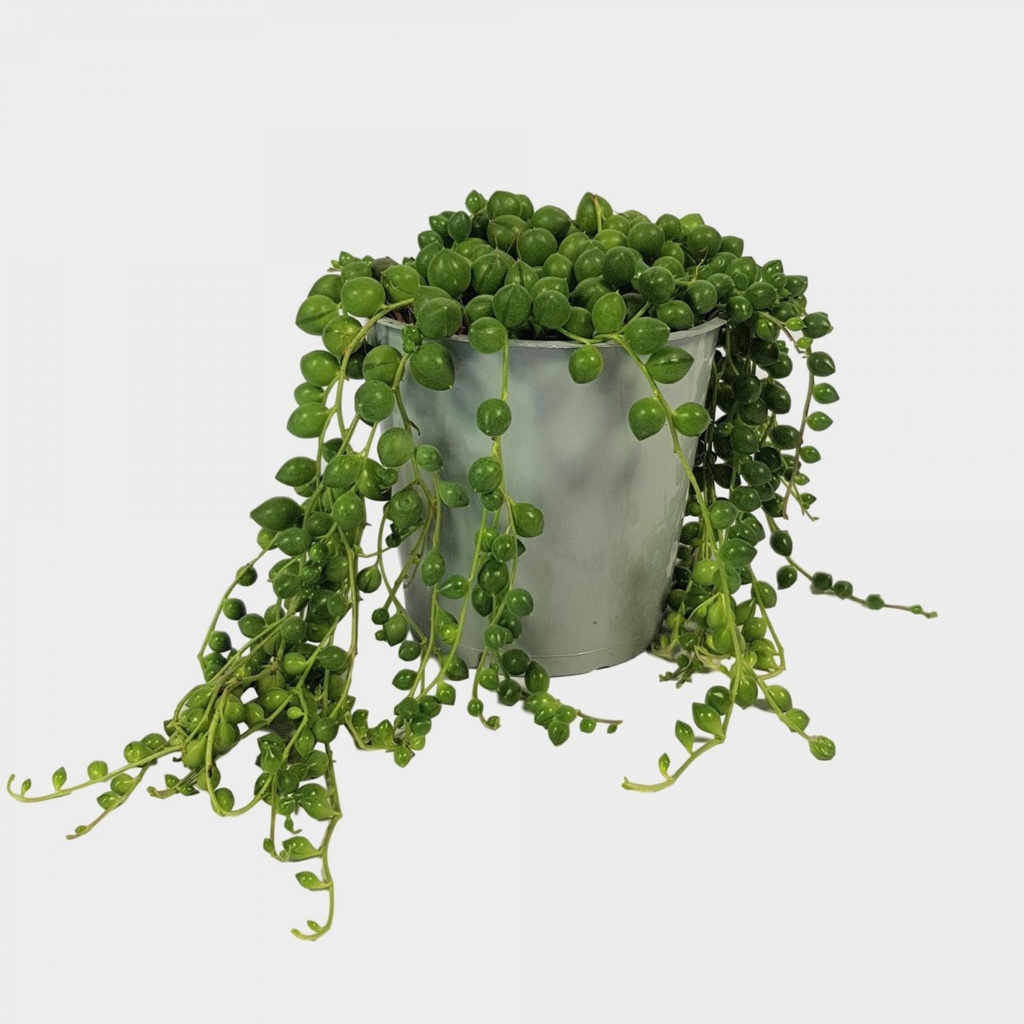Senecio rowleyanus