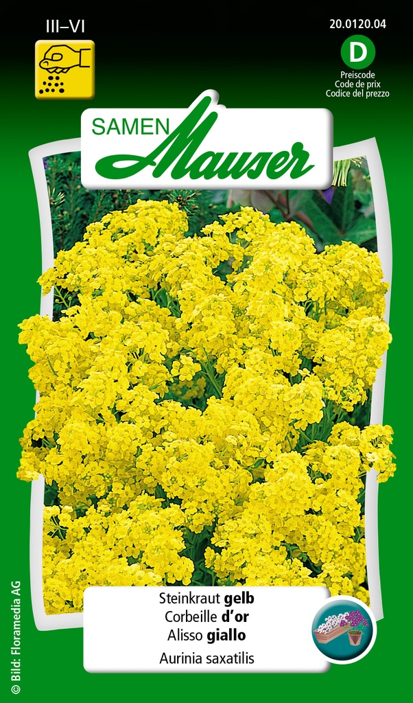 Alysse saxatil jaune d'or