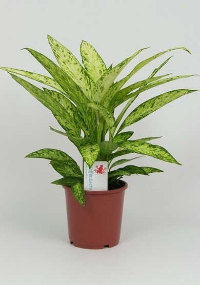 Dieffenbachia vesuvius