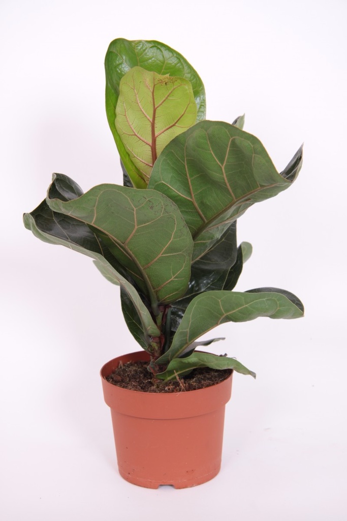 Ficus lyrata 'Bambino'