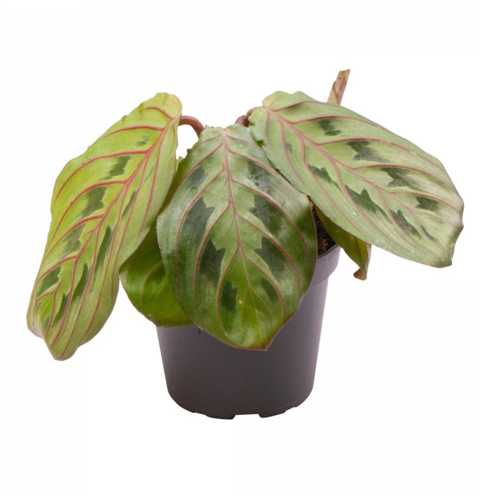 Maranta leuconeura 'Red Stripe'