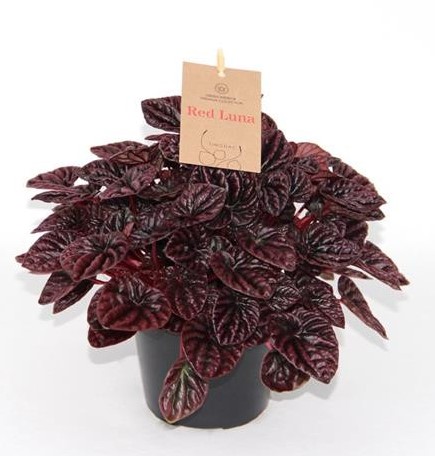 Peperomia caperata 'Red Luna'