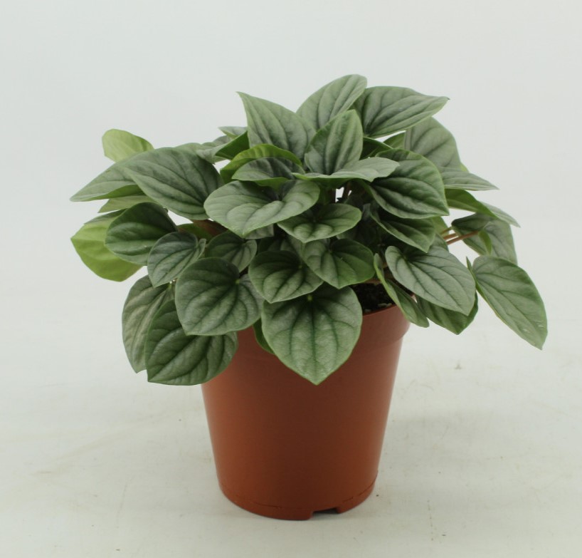 Peperomia 'Moonlight'