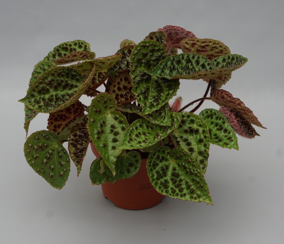 Begonia ferox 'Magic Colors'