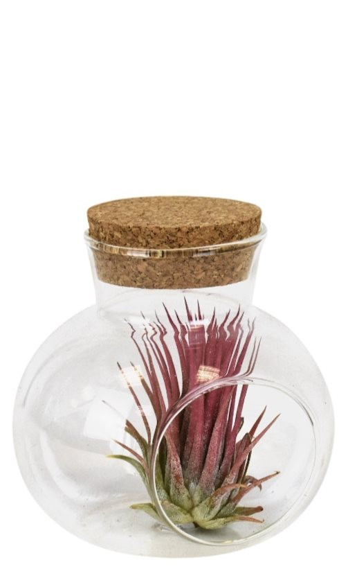 Tillandsia verre globe