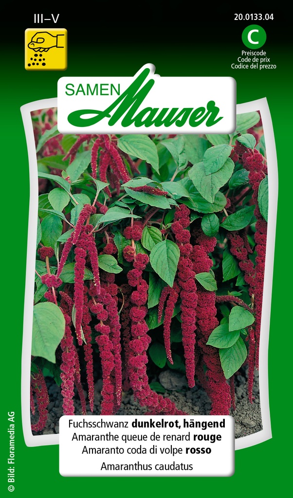 Amaranthus caudatus rouge