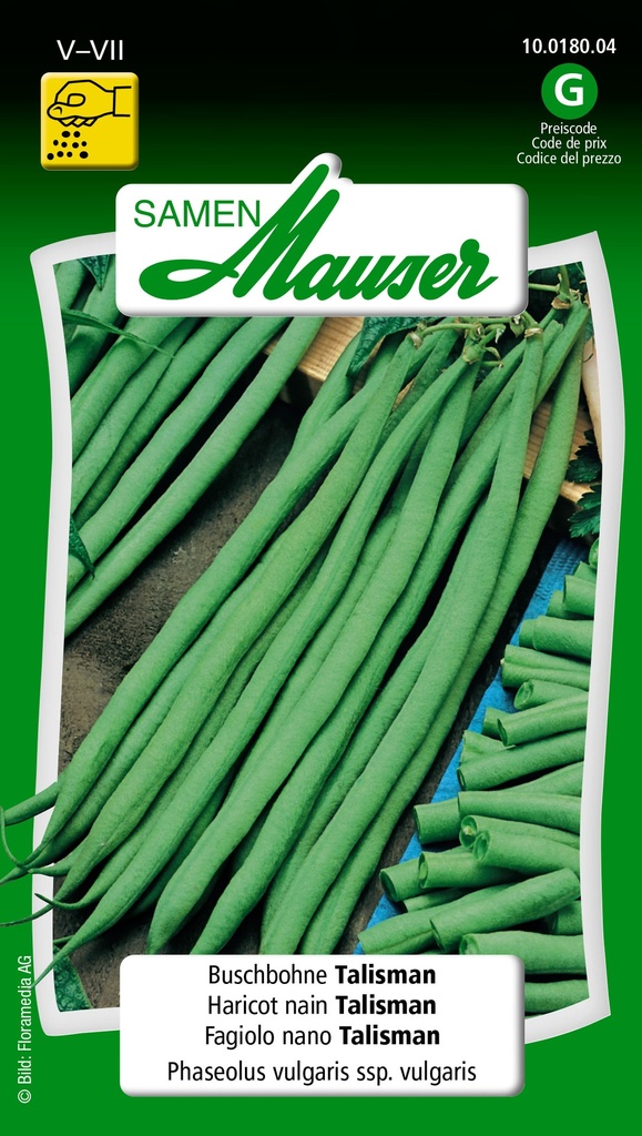 Haricot nain Talisman