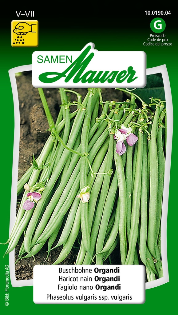 Haricot nain Organdi