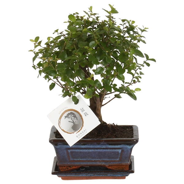 Bonsaï Sageretia
