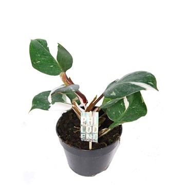 Philodendron 'White Night'